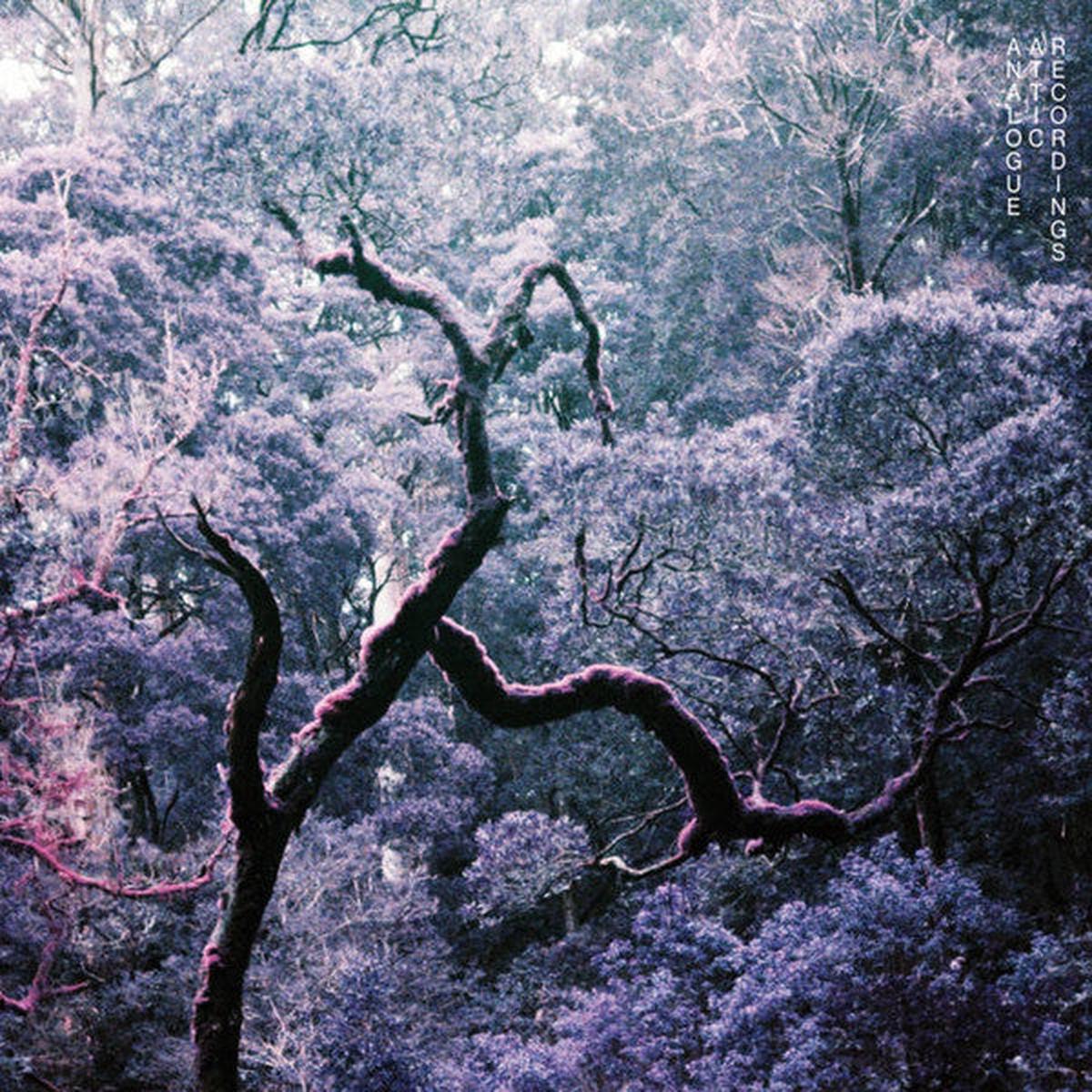 Bush Bash | Mint (M) Mint (M) – – AMBIENT *SEALED*